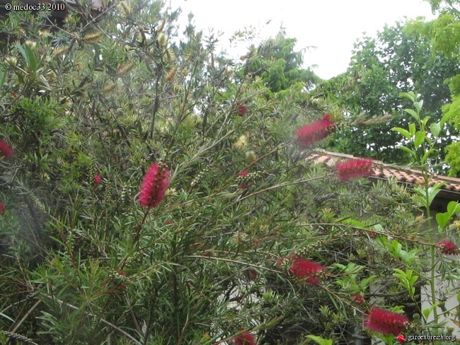 Callistemon et Melaleuca - une collection GBPIX_photo_370518