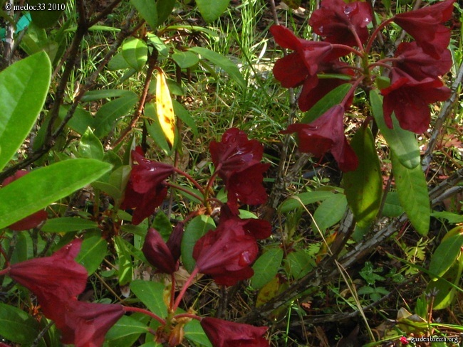 Rhododendron - espèces, variétés, floraisons GBPIX_photo_370736