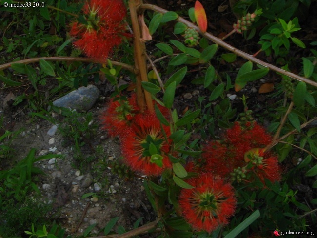 Grevillea hookeriana 'Robin Hood', Solanum glaucum, Huodendron biaristatum, Metrosideros robusta [devinette] GBPIX_photo_383378