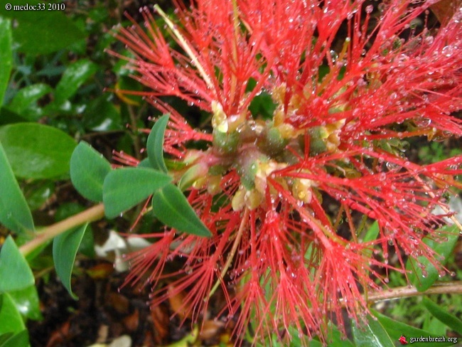 Callistemon et Melaleuca - une collection GBPIX_photo_388161