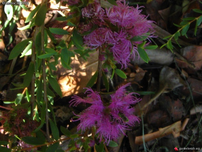 Callistemon et Melaleuca - une collection GBPIX_photo_388207