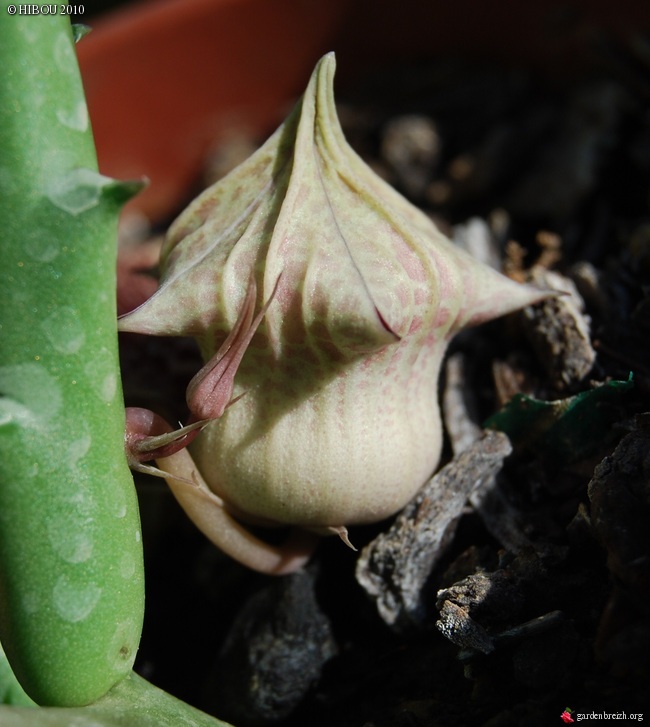 HUERNIA GBPIX_photo_388277