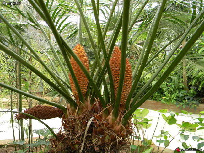 Cycas rumphii GBPIX_photo_395559