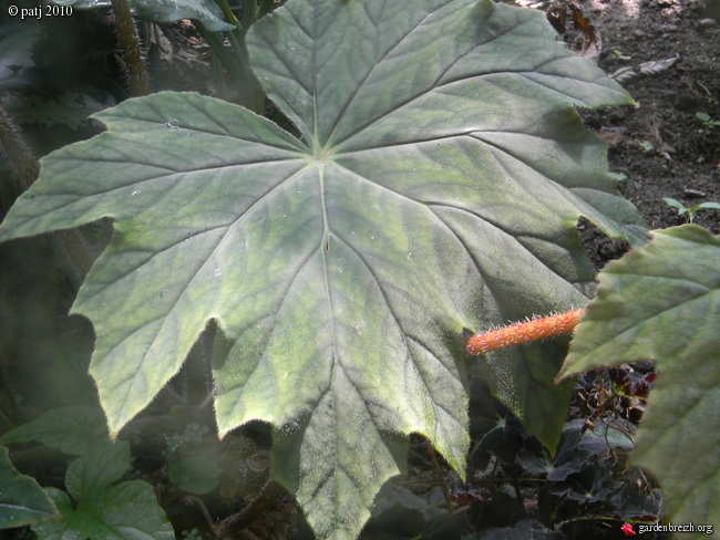 Begonia x ricinifolia  GBPIX_photo_395670