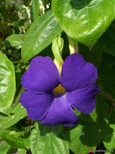 Thunbergia battiscombei GBPIX_photo_42878