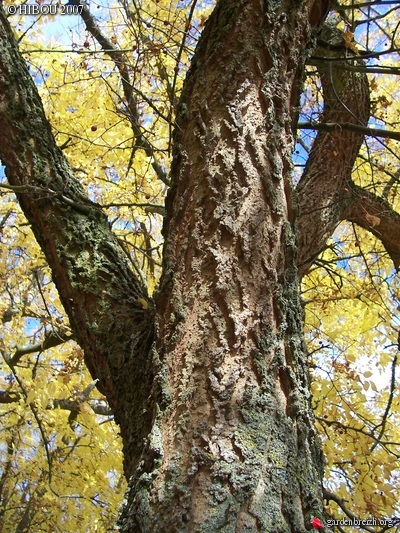 Celtis occidentalis - micocoulier occidental GBPIX_photo_48865