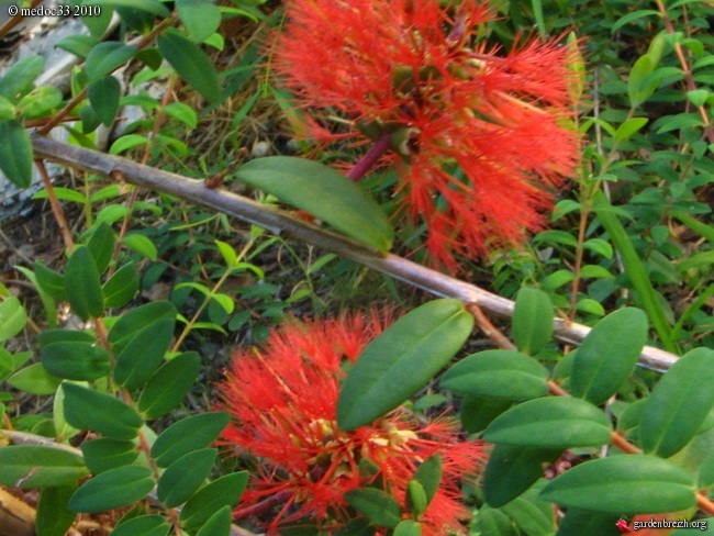 callistemon - Callistemon et Melaleuca - une collection GBPIX_photo_403312