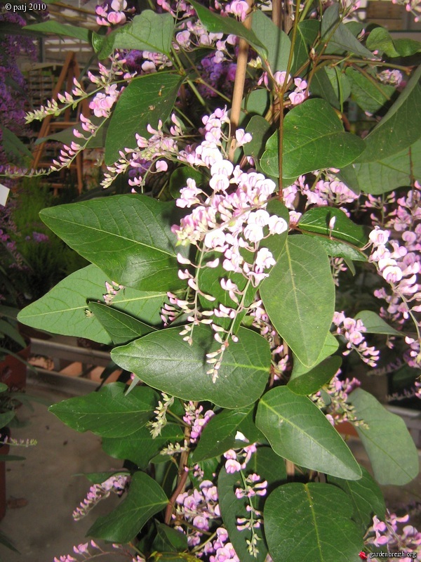 Hardenbergia violacea - Page 3 GBPIX_photo_403378