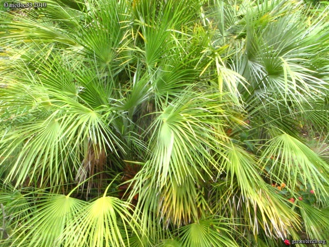 les palmiers préférés GBPIX_photo_410743