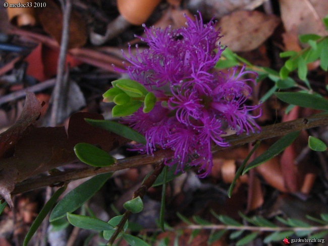 Callistemon et Melaleuca - une collection GBPIX_photo_421782