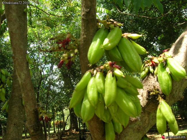 la Carambola -le fruit étoilé GBPIX_photo_426334