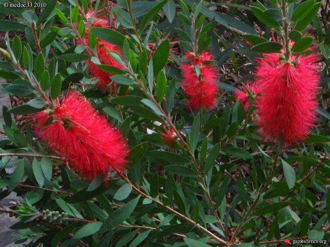 callistemon - Callistemon et Melaleuca - une collection GBPIX_photo_430899