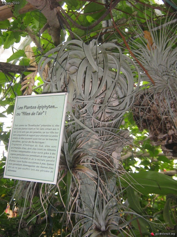 Tillandsia xerographica GBPIX_photo_438434