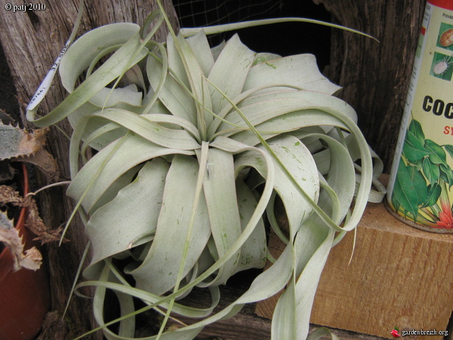 Tillandsia xerographica GBPIX_photo_442621