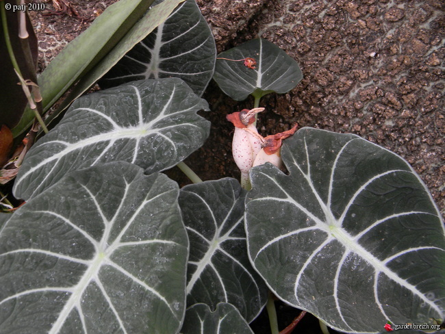 Alocasia reginula 'Black Velvet'  GBPIX_photo_444501