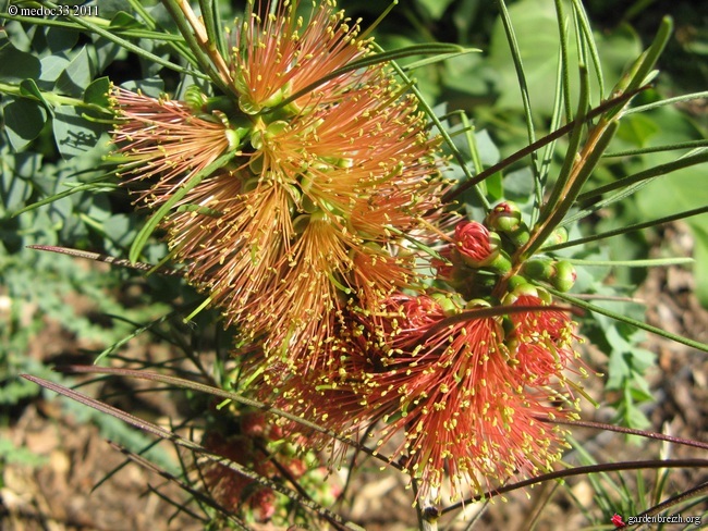 Callistemon et Melaleuca - une collection GBPIX_photo_449590