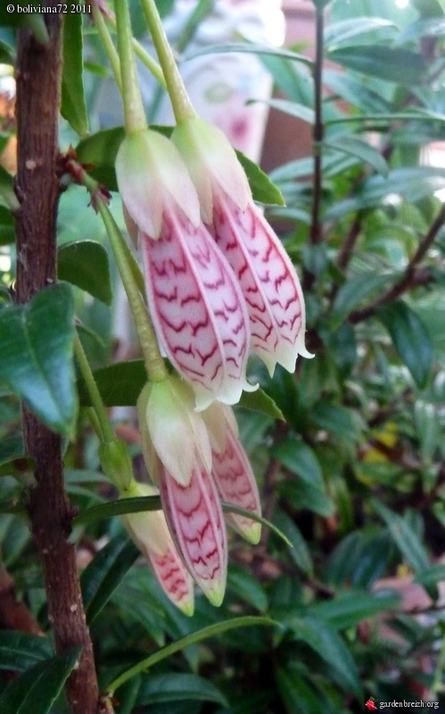 agapetes 'ludgwan cross' GBPIX_photo_451355