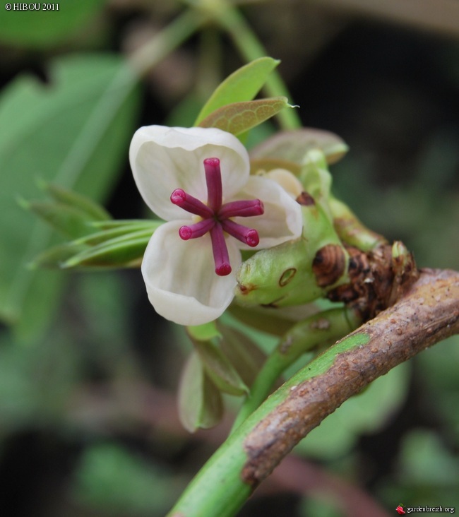 Akebia quinata - liane ou vigne chocolat GBPIX_photo_457826