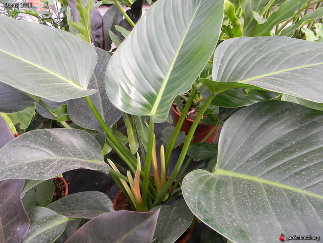 Philodendrons nouvelles variétés  GBPIX_photo_458753