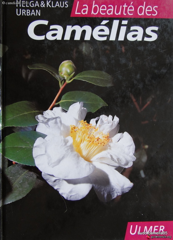 Camélias: variétés, mode de culture, époque de floraison. partie I - Page 19 GBPIX_photo_458852