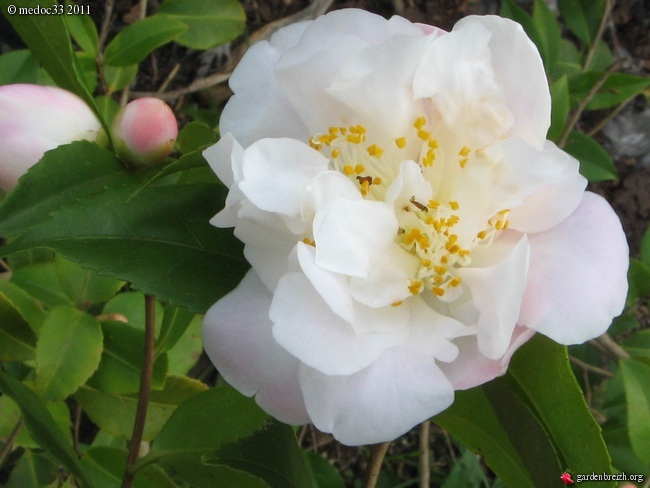 Les Camellias: variétés, floraison, culture. Saison 2012 - 2013 - Page 20 GBPIX_photo_460294