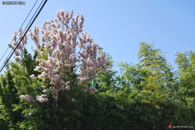 Tous les Prunus GBPIX_photo_466111