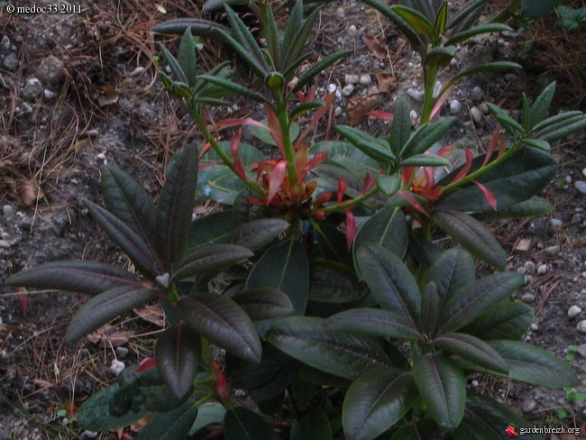 Rhododendron - espèces, variétés, floraisons GBPIX_photo_466734