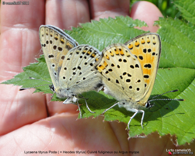 papillons - Page 2 GBPIX_photo_468974