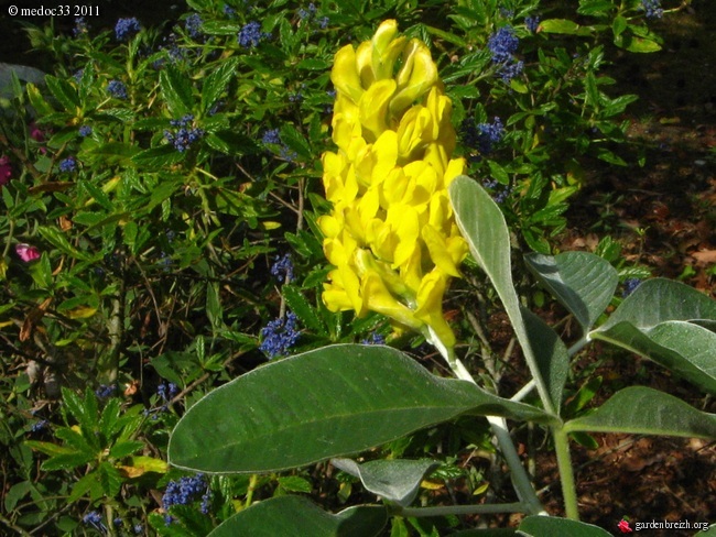 Argyrocytisus battandieri (= Cytisus battandieri) - genêt ananas GBPIX_photo_471934