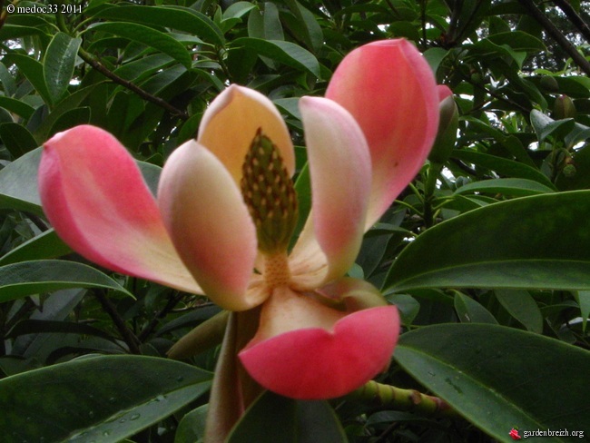 10 arbres/ arbustes préférés pour nos jardins GBPIX_photo_472432