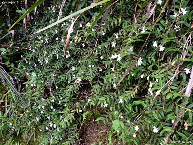 Angraecum ramosum GBPIX_photo_474923