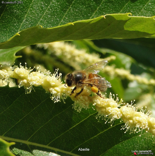 Quelques macros d'insectes - Page 3 GBPIX_photo_475974