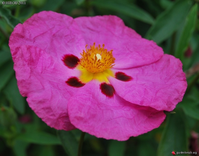 Floraisons du mois de juin - Page 9 GBPIX_photo_480487