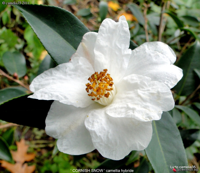 Camélias: variétés, mode de culture, époque de floraison. partie I - Page 30 GBPIX_photo_500531