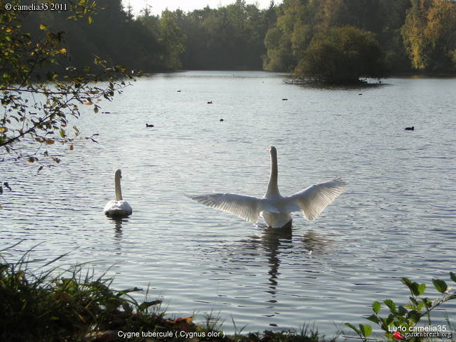 Cygne  GBPIX_photo_501484