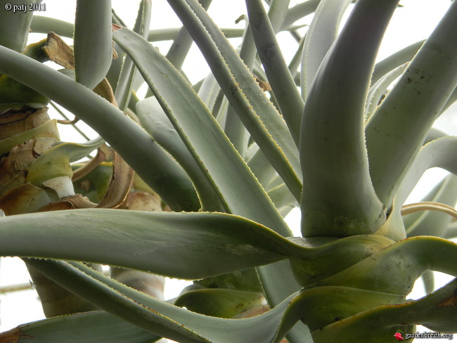 Identification plante =Aloe barberea? GBPIX_photo_502930