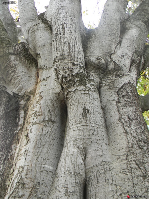 Ecorces d'arbres ( et autres ligneux ) - Page 7 GBPIX_photo_504155