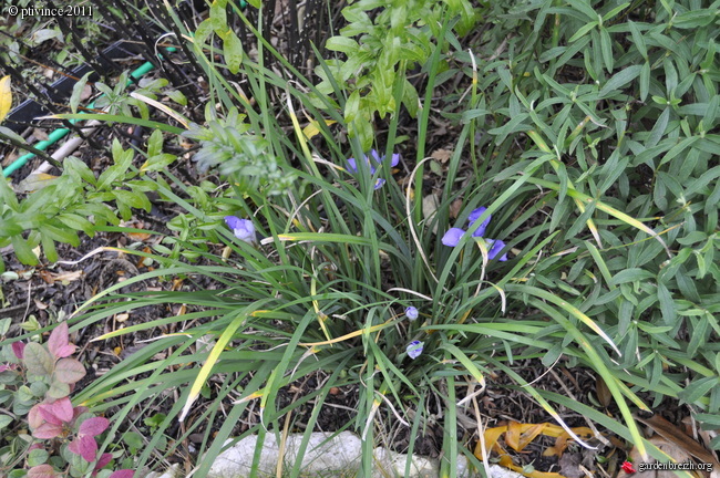 Iris unguicularis GBPIX_photo_505792