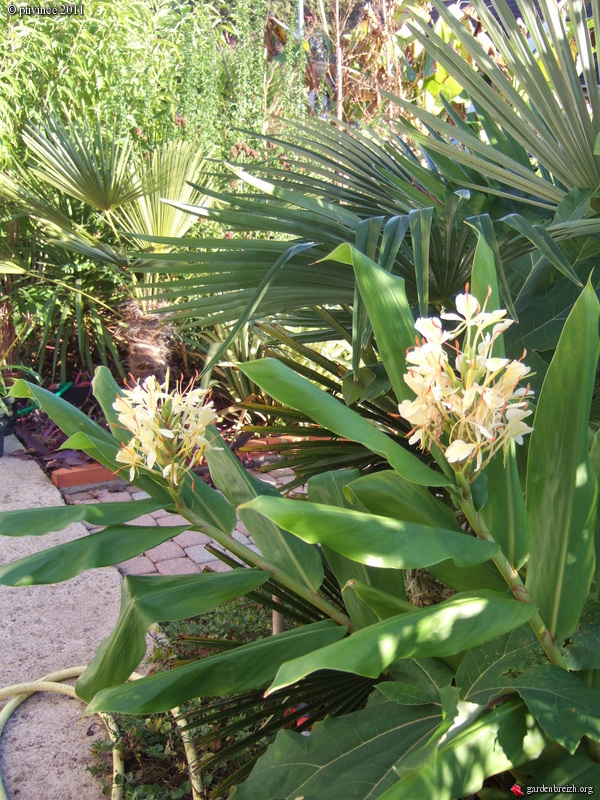 hedychium - Hedychium - le genre GBPIX_photo_505811