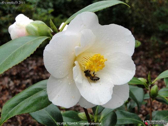 Disparition des abeilles  GBPIX_photo_506826