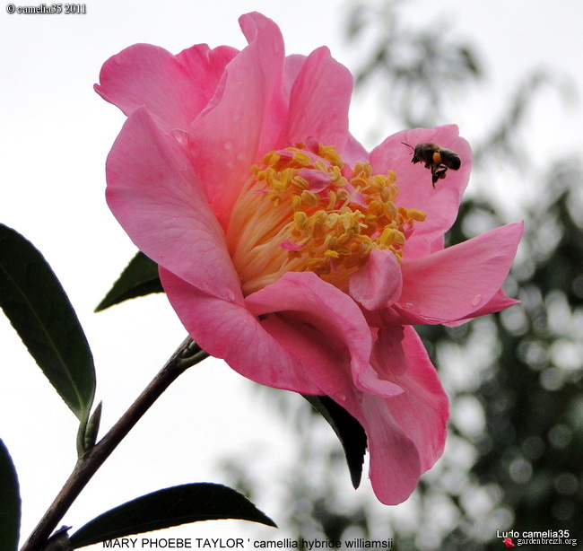 Disparition des abeilles  GBPIX_photo_506832