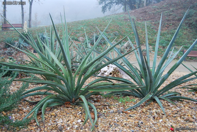 Yucca baccata GBPIX_photo_507313