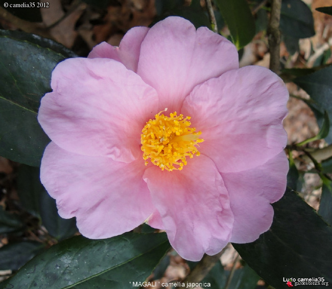 Camélias: variétés, mode de culture, époque de floraison -partie II GBPIX_photo_507664