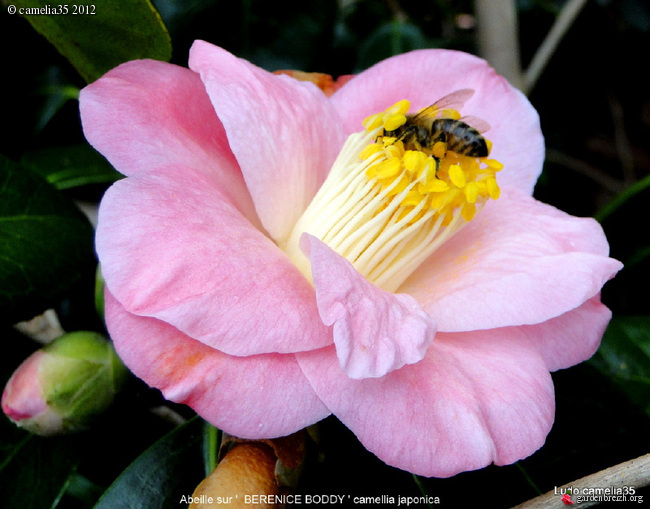 Camélias: variétés, mode de culture, époque de floraison. partie I - Page 37 GBPIX_photo_509595