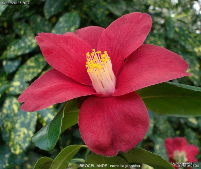 Camélias: variétés, mode de culture, époque de floraison -partie II GBPIX_photo_513376