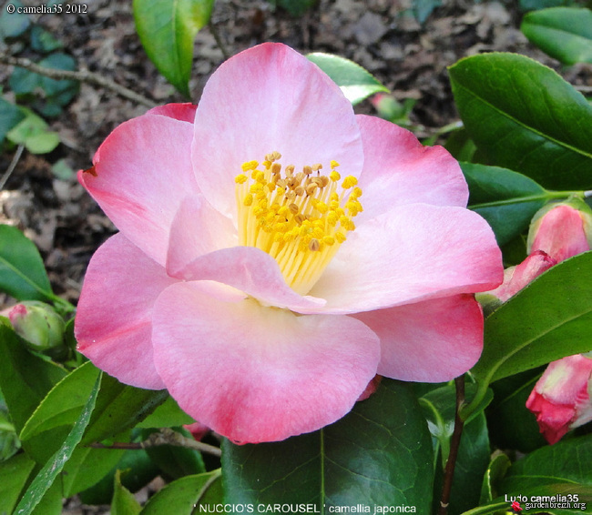 Camélias: variétés, mode de culture, époque de floraison -partie II - Page 6 GBPIX_photo_514952