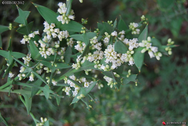 le colletia  GBPIX_photo_515260