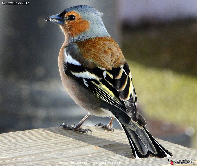 Oiseaux de nos jardins GBPIX_photo_515748