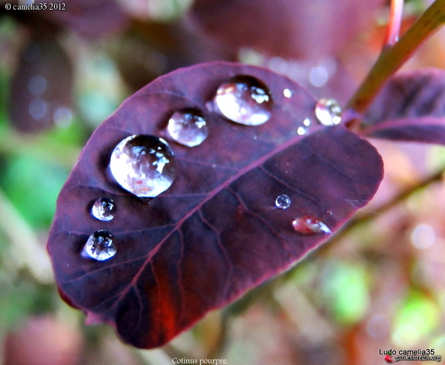 Gouttes de pluie.... GBPIX_photo_522202