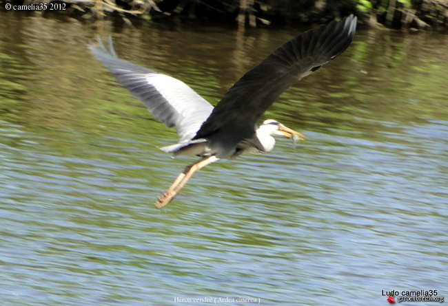 Photos de,,, " L'envol des oiseaux " GBPIX_photo_523801